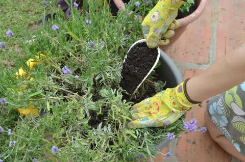Fertilizing a lavender Stock Photos