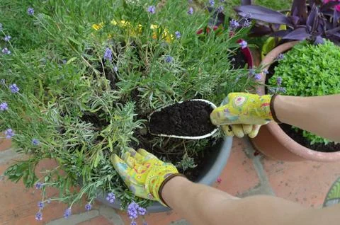 Fertilizing a lavender Stock Photos