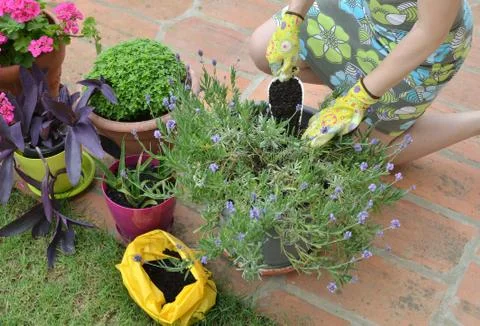 Fertilizing a lavender Stock Photos