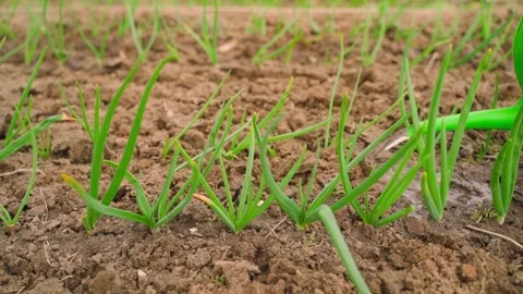 Fertilizing onions growing in garden bed with watering can close-up Видео 337544743