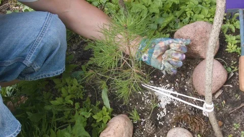 Fertilizing Pine Tree Video stock 93974074