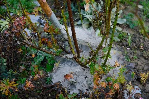 Fertilizing plants with firewood ashes Stock Photos
