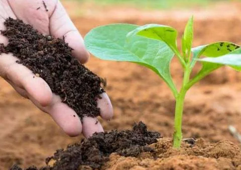 Fertilizing plants Stock Photos