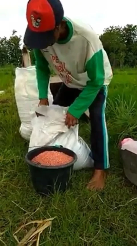 Fertilizing rice in the fields Stock Footage 224587478