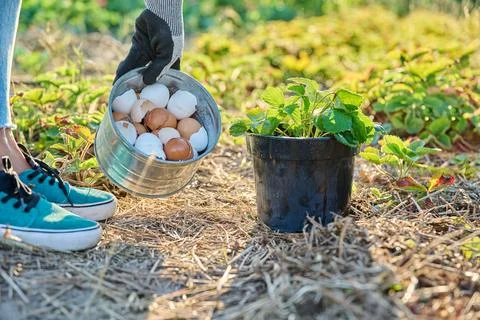 Fertilizing strawberry plants with eggshells, outdoor vegetable garden Stock Photos