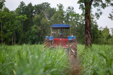 Fertilizing sugarcane with a tractor Stock Photos