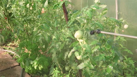 Fertilizing tomato bushes with sprayer. Stock Footage 204155320