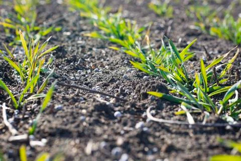 Fertilizing wheat plants in early spring with granular mineral fertilizers. Stock Photos