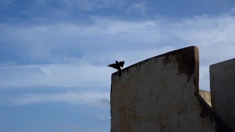 Fes black bird slow motion 動画素材 108150106