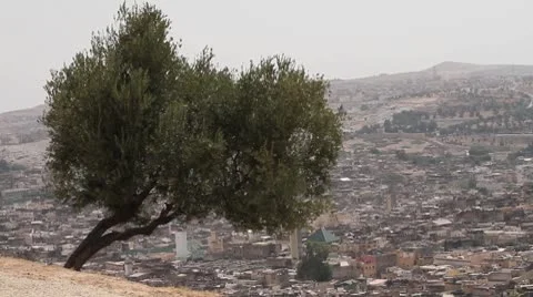 Fes, Morocco hillside tree Stock Footage 8837917
