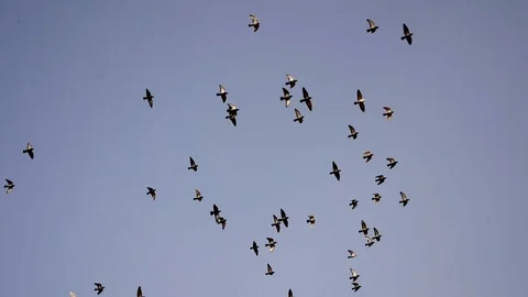 Fes piccioni 動画素材 108150109