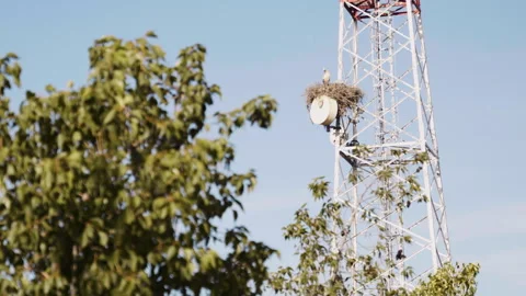 Fes region view with bird on tower Stock Footage 240399497