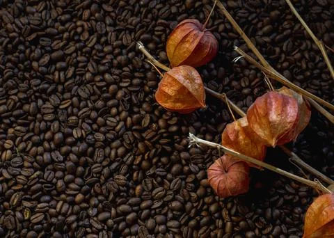 Fesalis branches on the background of coffee beans Foto stock