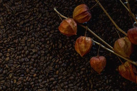 Fesalis branches on the background of coffee beans Stock Photos
