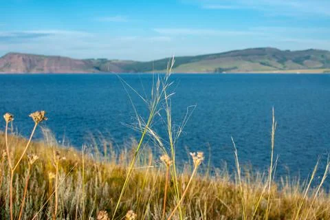 Fescue close-up on the background of the river and mountains. Selective focus Stock Photos