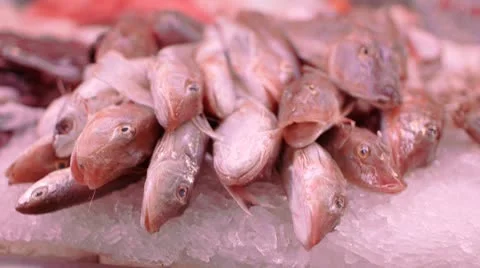 Fesh Fish 1 Stock Footage 8857622