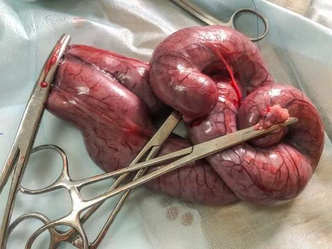 Festering womb of a cat Stock Photos