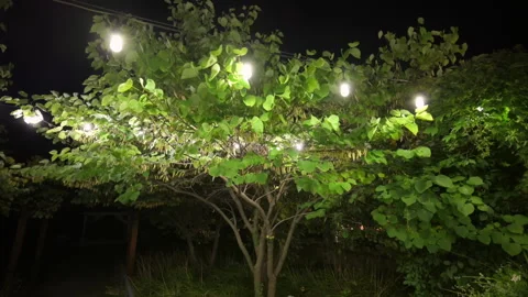 Festival decorative string lights on the tree , street lights glow outdoors at Video stock 304302863