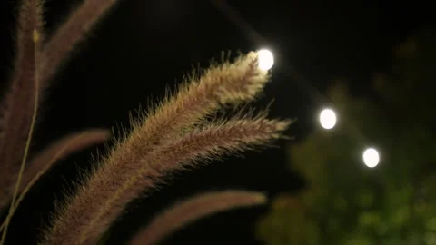 Festival decorative string lights on the tree , street lights glow outdoors at Video stock 304472672