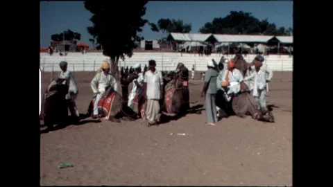 Festival Preparation with Camels Video stock 276293281