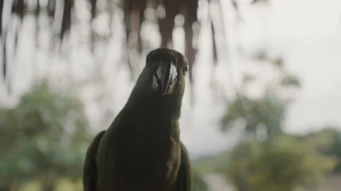 Festive Amazon Parrot Bird In Amazonian Rainforest In Ecuador. Amazona Stock Footage 218573657