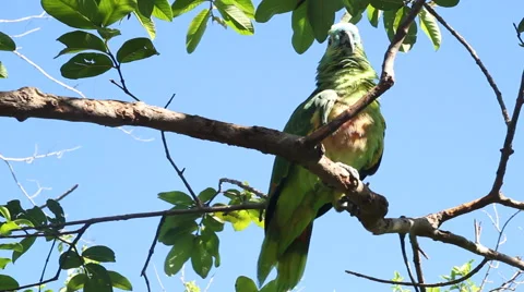 Festive Amazon Parrot Stock Footage 45280779