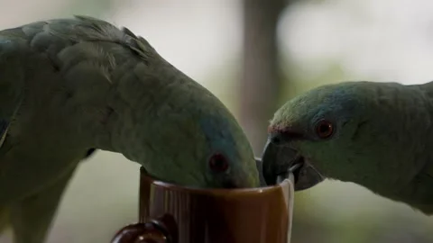 Festive Amazon Parrot Head Inside The Cup And Took Out The Tea Bag. - Stock Footage 214699225