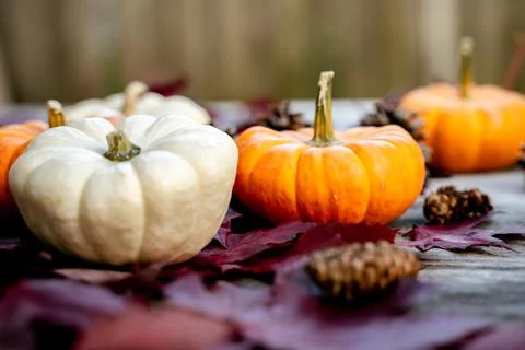 Festive autumn decor from pumpkins, pine and leaves on a  wooden background.  Foto stock