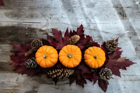 Festive autumn decor from pumpkins, pine and leaves on a  wooden background.  Stock Photos