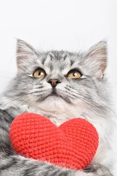 Festive background with a cat. copy space Stock Photos
