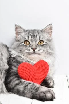 Festive background with a cat. copy space Stock Photos