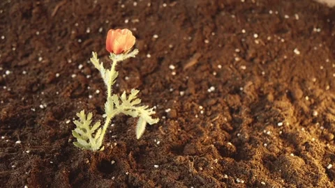 Festive background. Field red flowering poppy grows out of the ground. Spring Stock Footage 241667552