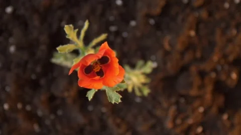 Festive background. Field red flowering poppy grows out of the ground. Spring Stock Footage 241667798