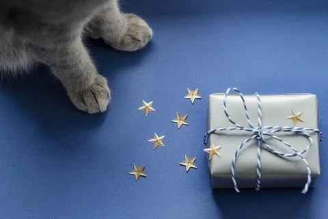 Festive background: a gift in a silver box and gray cat paws on a blue backgr Stock Photos