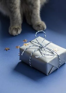 Festive background: a gift in a silver box and gray cat paws on a blue backgr Stock Photos