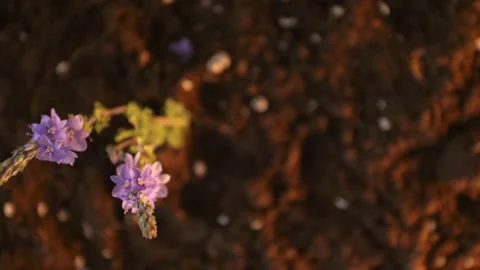 Festive background. A sprig of wild lilac flowers is brightly lit by light grows Stock Footage 241667771