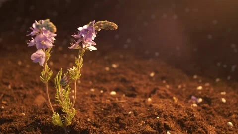 Festive background. A sprig of wild lilac flowers is brightly lit by light grows Stock Footage 241668169
