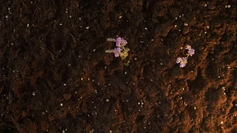 Festive background. Three sprigs of wild lilac flowers brightly lit by light Stock Footage 259538815