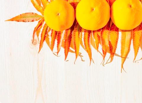 Festive bright light background two juicy yellow mandarines Stock Photos