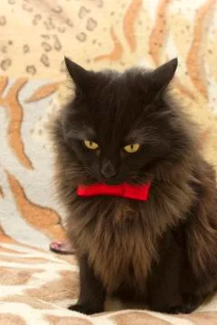 Festive cat Stock Photos