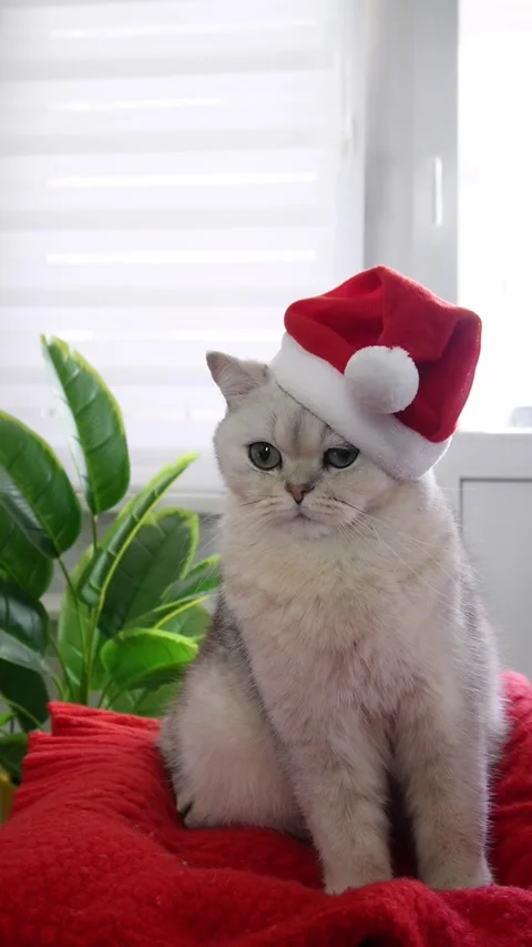 Festive cat in santa hat posing by window with indoor plants Stock Footage 293731311