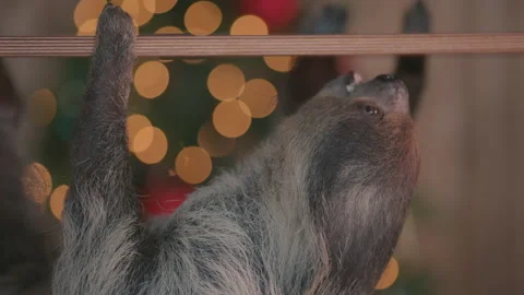Festive Christmas Sloth in front of tree Video stock 166918786