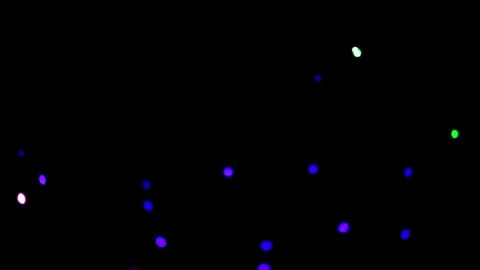 Festive colored defocus lights on dark background Video stock 241951572