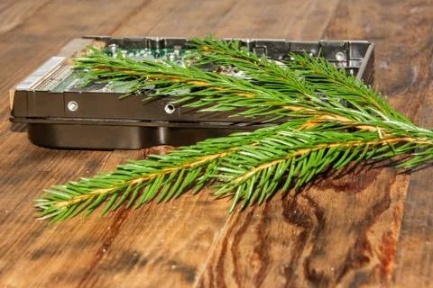 A festive composition. Computer hard drive with green branch Christmas tree.  Stock Photos