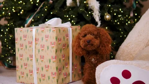 Festive dog sits by the tree with a gift box Stock Footage 293250512