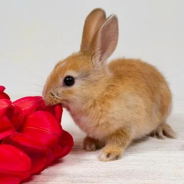 Festive Easter background. Bright tulips and paper figures of rabbits. Stock Photos