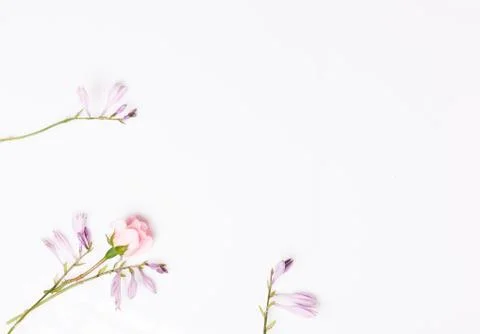 Festive flower composition on the white background. Overhead view Stock Photos