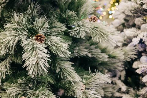 Festive green pine tree branches decorated for the holiday season with frosted 스톡 사진