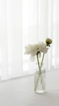 Festive light composition. small bouquet of dahlia flowers in a glass vase on Stock Photos