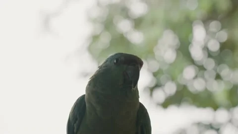 Festive Parrot Resting On The Woods In The Amazon Rainforest Of Ecuador. Stock Footage 214699530
